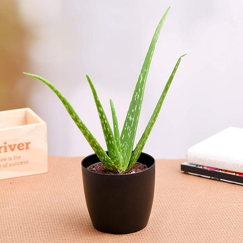 Aloe vera - Succulent Plant